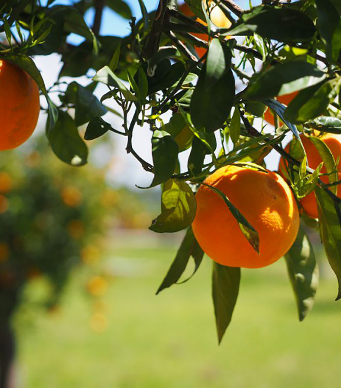 Fruit Picking in Korea - Pick Your Own!