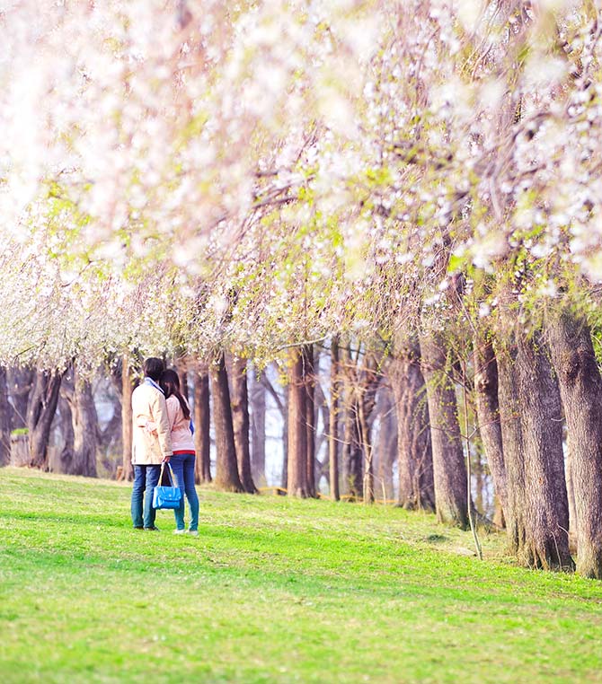 A Place to Remember: Picture Perfect Nami Island in Korea 