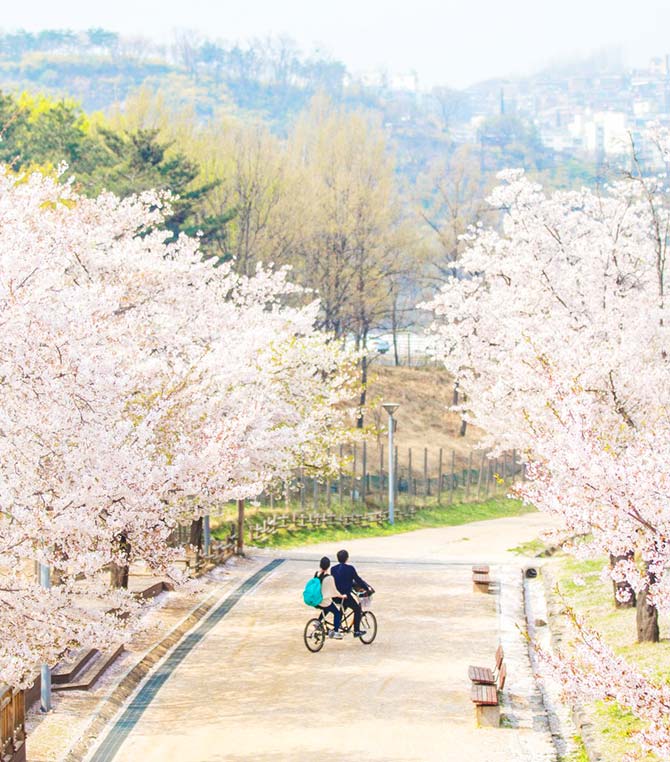 2018 Best of Best Cherry Blossom Festivals in Korea 