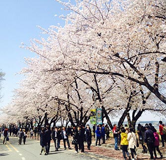 Best Spring Cherry Blossom Festivals In Seoul Trazy Your - 