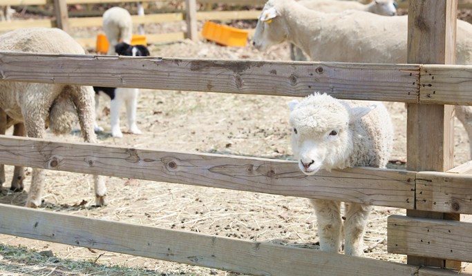 Ocean World Water Park (+ Luge / Sheep Farm) 1 Day Tour (~Aug)