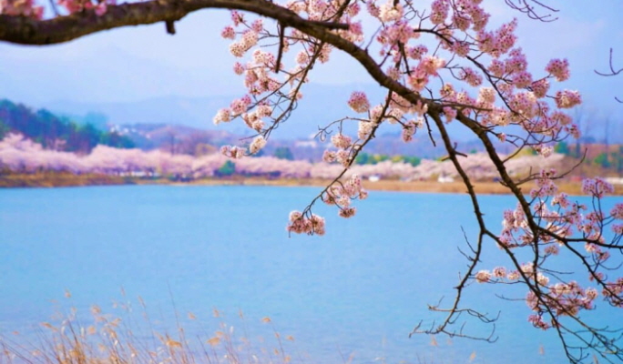 Spring Special: Gangwondo Cherry Blossom 1 Day Tour from Seoul (Apr 5~12)