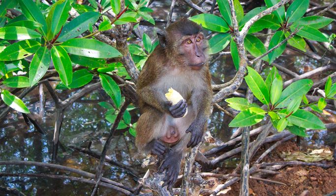 4 Waters Eco Adventure 1 Day Tour (+ Kayaking / Lunch) - from Phuket