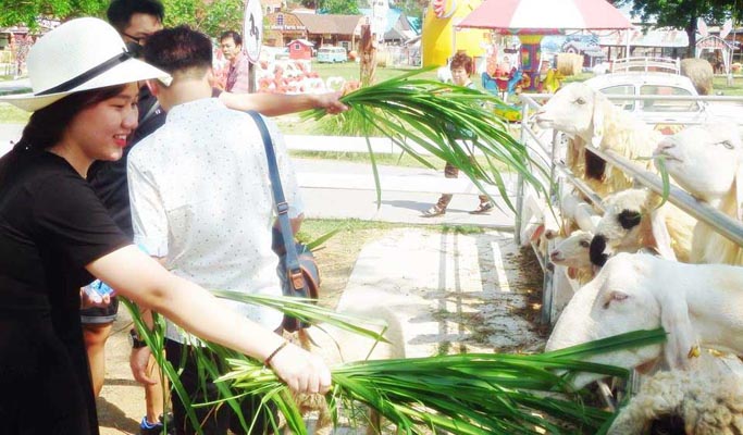 Swiss Sheep Farm Hua Hin Discount Ticket