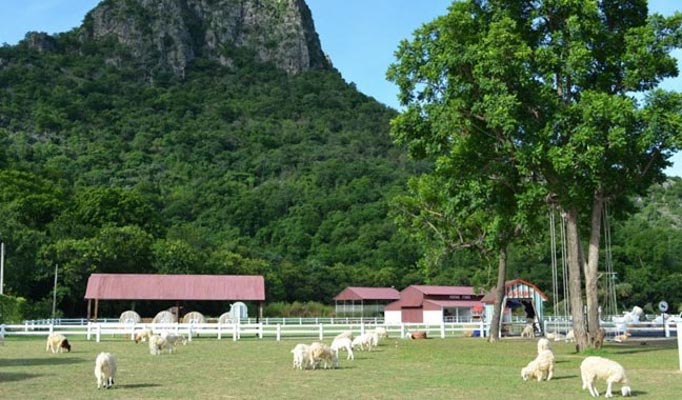 Swiss Sheep Farm Hua Hin Discount Ticket