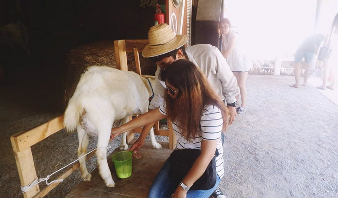 Swiss Sheep Farm Hua Hin Discount Ticket