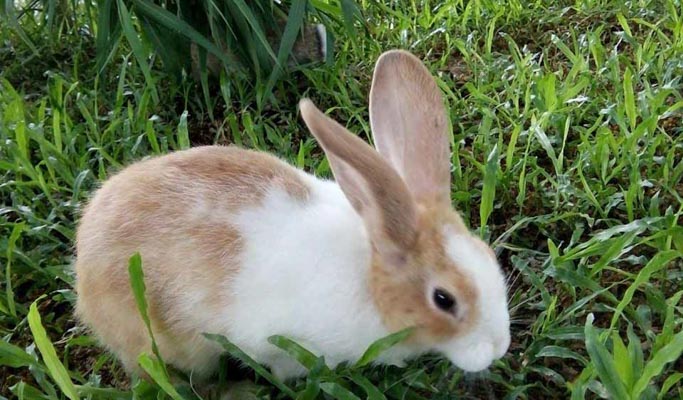 Swiss Sheep Farm Hua Hin Discount Ticket