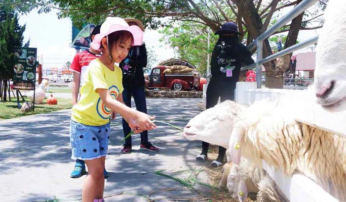 Swiss Sheep Farm Hua Hin Discount Ticket