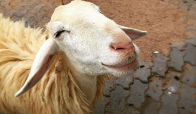 Swiss Sheep Farm Hua Hin Discount Ticket