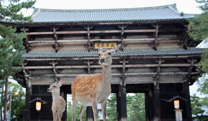 Nara Park Tour - English Guided Sightseeing Bus