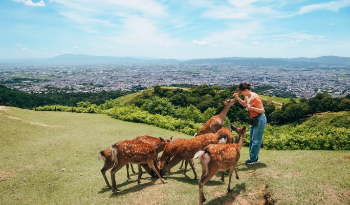 Nara Park Tour - English Guided Sightseeing Bus