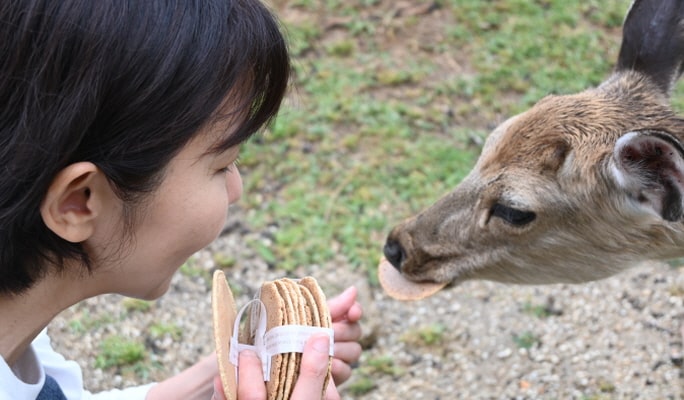 Nara Park Tour - English Guided Sightseeing Bus