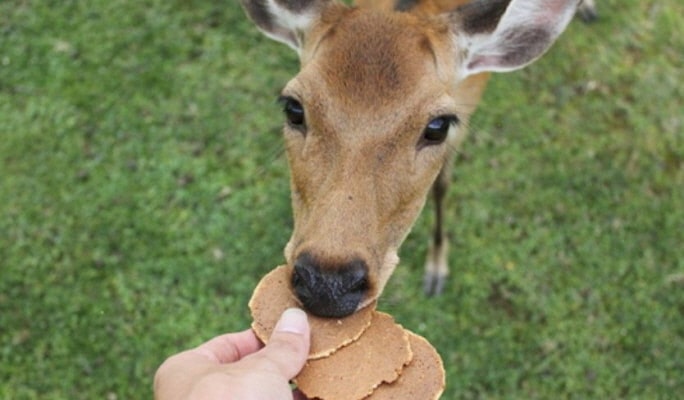 Nara Park Tour - English Guided Sightseeing Bus