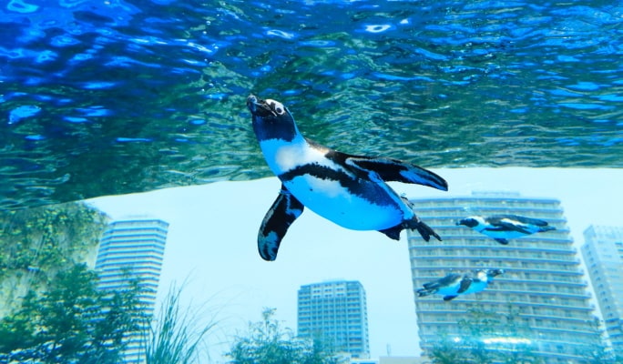 Tokyo Sunshine Aquarium Ticket