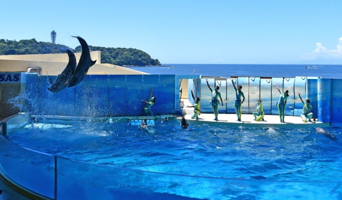 Enoshima Aquarium Admission Ticket