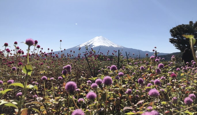 Mt. Fuji + Sake Tasting 1-Day Tour from Tokyo