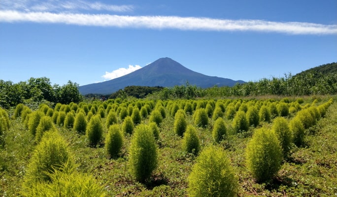 Mt. Fuji + Sake Tasting 1-Day Tour from Tokyo