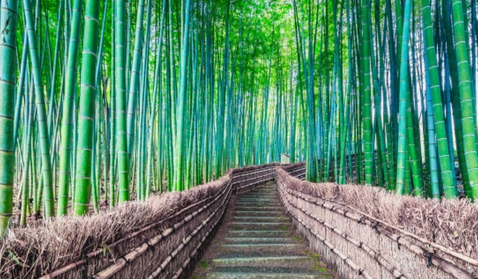 Kyoto Uji 1-Day Tour from Osaka/Kyoto