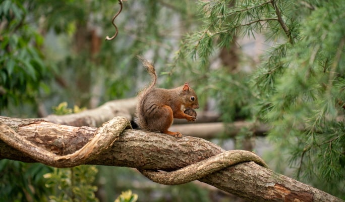 Tochigi Nasu Animal Kingdom Entrance Ticket