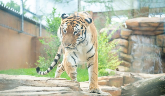 Tochigi Nasu Animal Kingdom Entrance Ticket