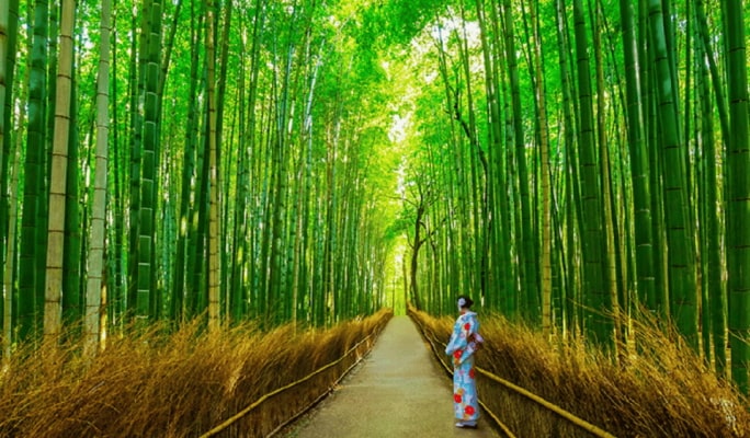 Kyoto Sanzenin & Arashiyama & Bamboo Forest &  1 Day Tour from Osaka/Kyoto