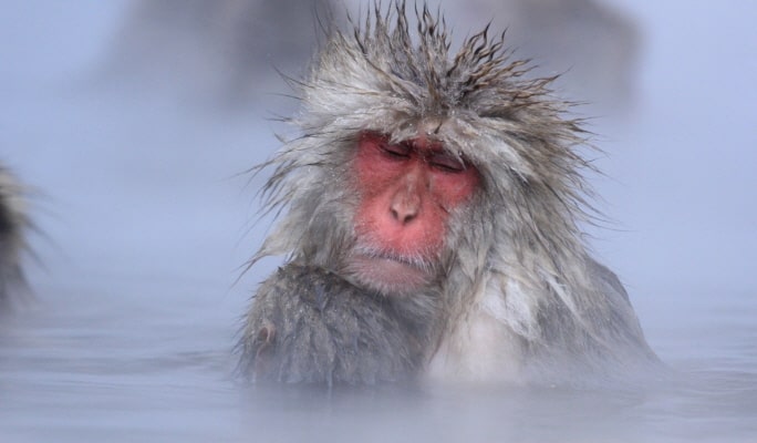 Nagoya Snow Monkey Park 1-Day Bus Tour with Beef Sukiyaki Lunch from Tokyo