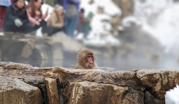 Nagoya Snow Monkey Park 1-Day Bus Tour with Beef Sukiyaki Lunch from Tokyo