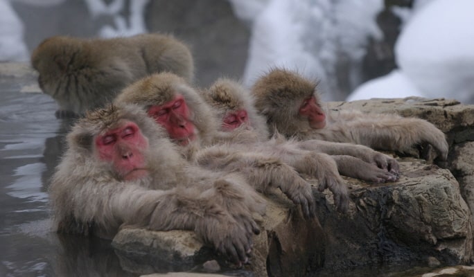 Nagoya Snow Monkey Park 1-Day Bus Tour with Beef Sukiyaki Lunch from Tokyo