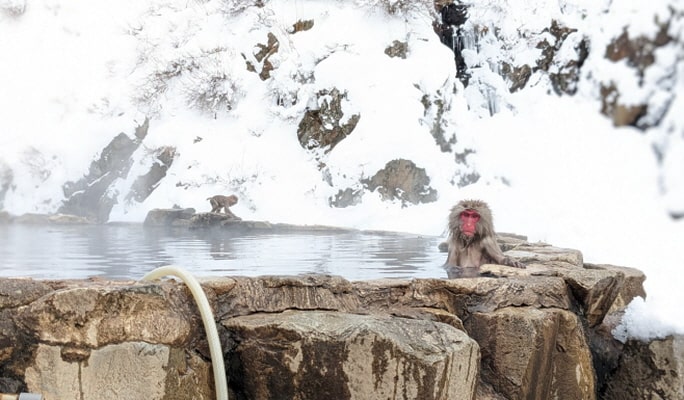 Nagoya Snow Monkey Park 1-Day Bus Tour with Beef Sukiyaki Lunch from Tokyo
