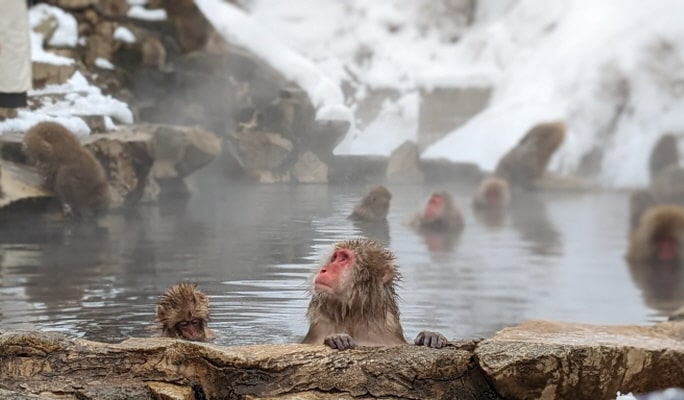 Nagoya Snow Monkey Park 1-Day Bus Tour with Beef Sukiyaki Lunch from Tokyo