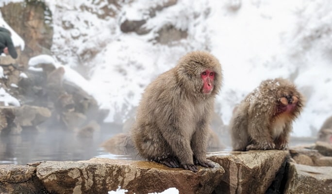 Nagoya Snow Monkey Park 1-Day Bus Tour with Beef Sukiyaki Lunch from Tokyo