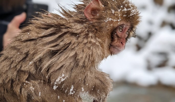 Nagoya Snow Monkey Park 1-Day Bus Tour with Beef Sukiyaki Lunch from Tokyo