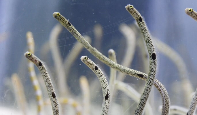 Sumida Aquarium Admission Ticket