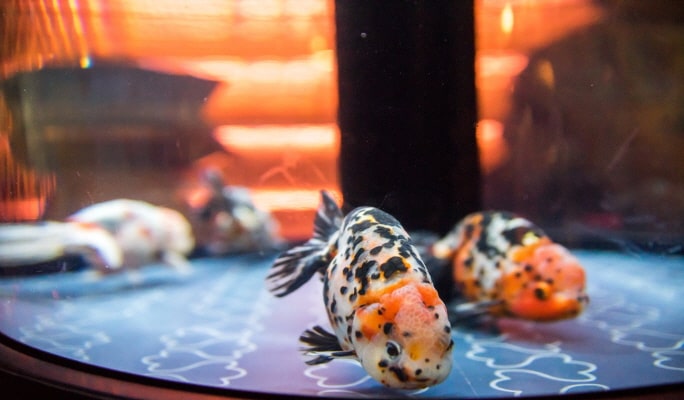 Sumida Aquarium Admission Ticket