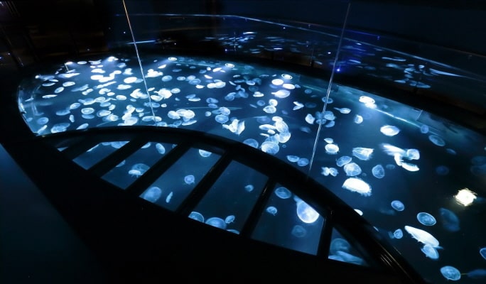 Sumida Aquarium Admission Ticket
