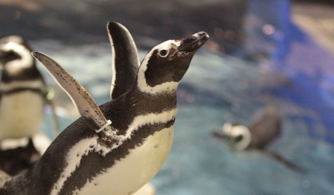 Sumida Aquarium Admission Ticket