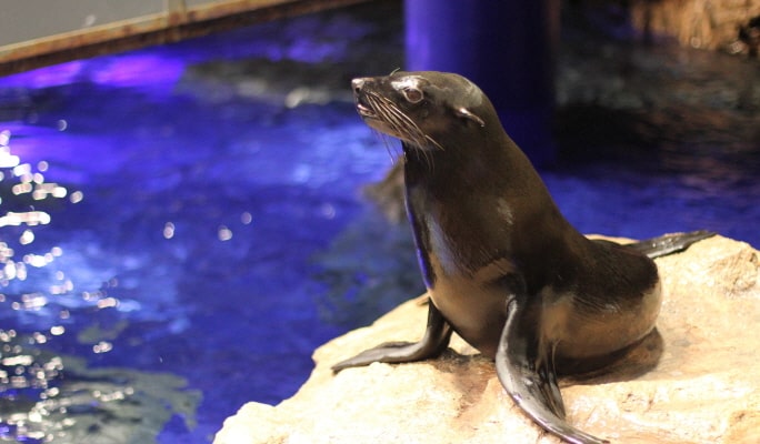 Sumida Aquarium Admission Ticket