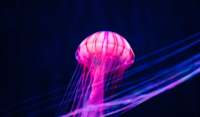 Sumida Aquarium Admission Ticket