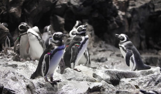 Sumida Aquarium Admission Ticket