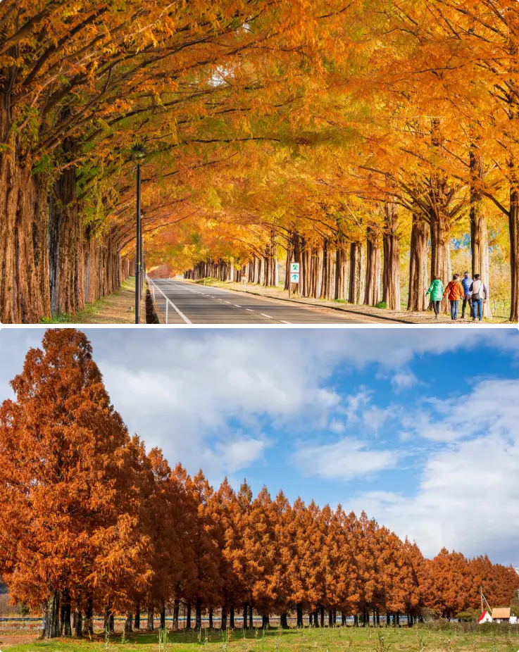 Golden and red metasequoia trees creating a scenic tunnel along Metasequoia Avenue