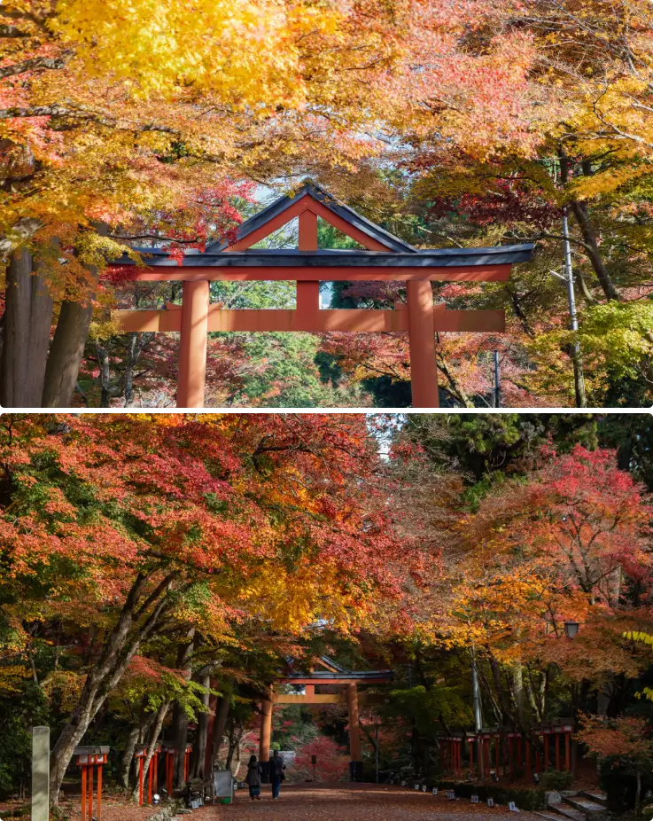 Vibrant autumn maple trees surrounding the historic Hiyoshi Taisha Shrine