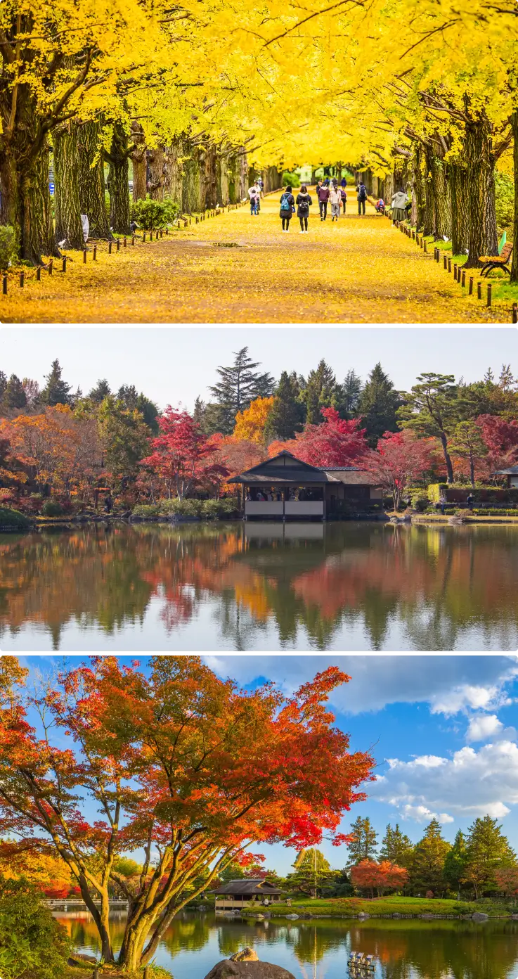 Autumn scenery at Showa Kinen Park featuring golden ginkgo trees, colorful fall foliage, and beautiful seasonal landscapes