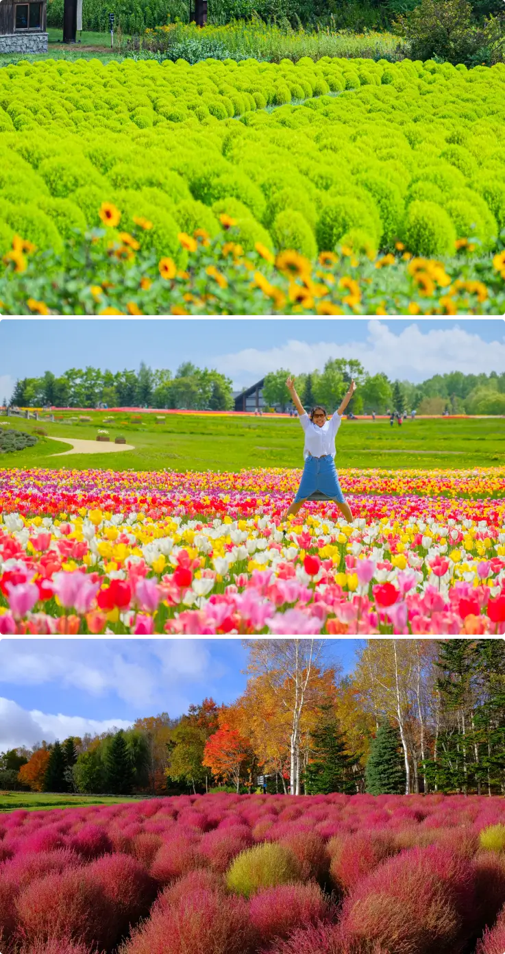 Scenery of Takino Suzuran Hillside National Government Park on top and bottom, Person taking photo at the park on the middle