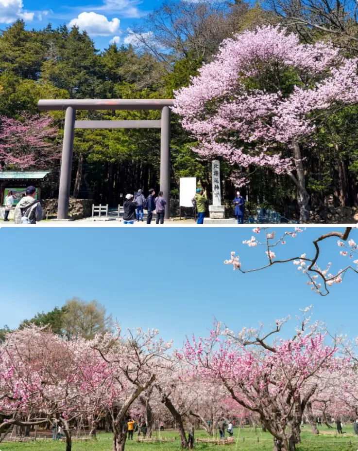 Maruyama Park entrance during cherry blossom season on top, cherry blossom trees in bloom on the bottom