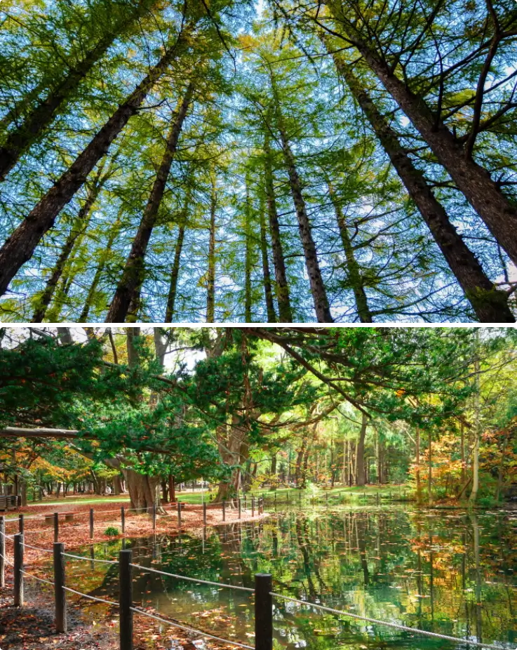 Dense forest trees at Maruyama Park on top, pond at Maruyama Park on the bottom