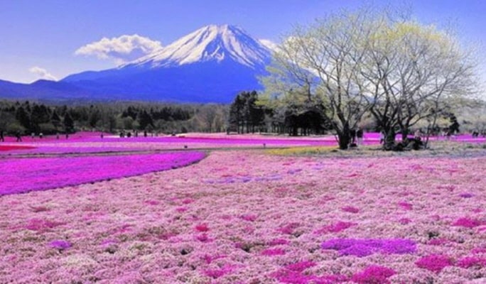 Mt. Fuji Special: Panoramic Ropeway (Cable Car) + Lake Kawaguchi & Matcha Experience + Oshino Hakkai 1 Day Tour from Tokyo