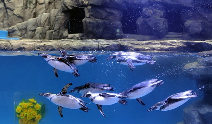 Daegu Alive Aquarium Discount Ticket