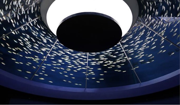 Daegu Alive Aquarium Discount Ticket