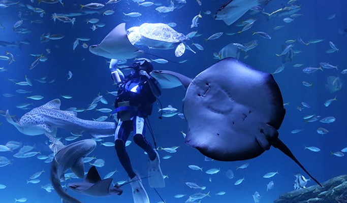 Daegu Alive Aquarium Discount Ticket