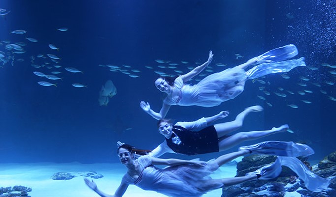 Daegu Alive Aquarium Discount Ticket